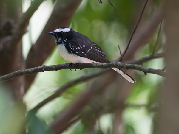 <h3><a href="/trips/srilanka/biota/animalia/chordata/aves/040 passeriformes/052 rhipiduridae/rhipidura aureola/rhipidura aureola-nl.html">Rhipidura&nbsp;aureola</a> / White‑browed&nbsp;fantail / Indische&nbsp;waaierstaart</h3>NIKON D500 met AF-S Nikkor 300mm f/2.8G IF-ED VR II, 1/250 sec  bij F3.2, ISO 160, afstand 7.08&nbsp;m